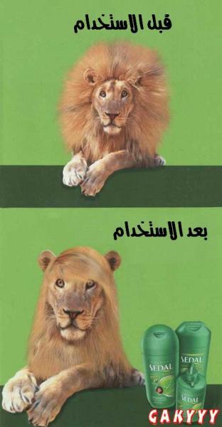 lion